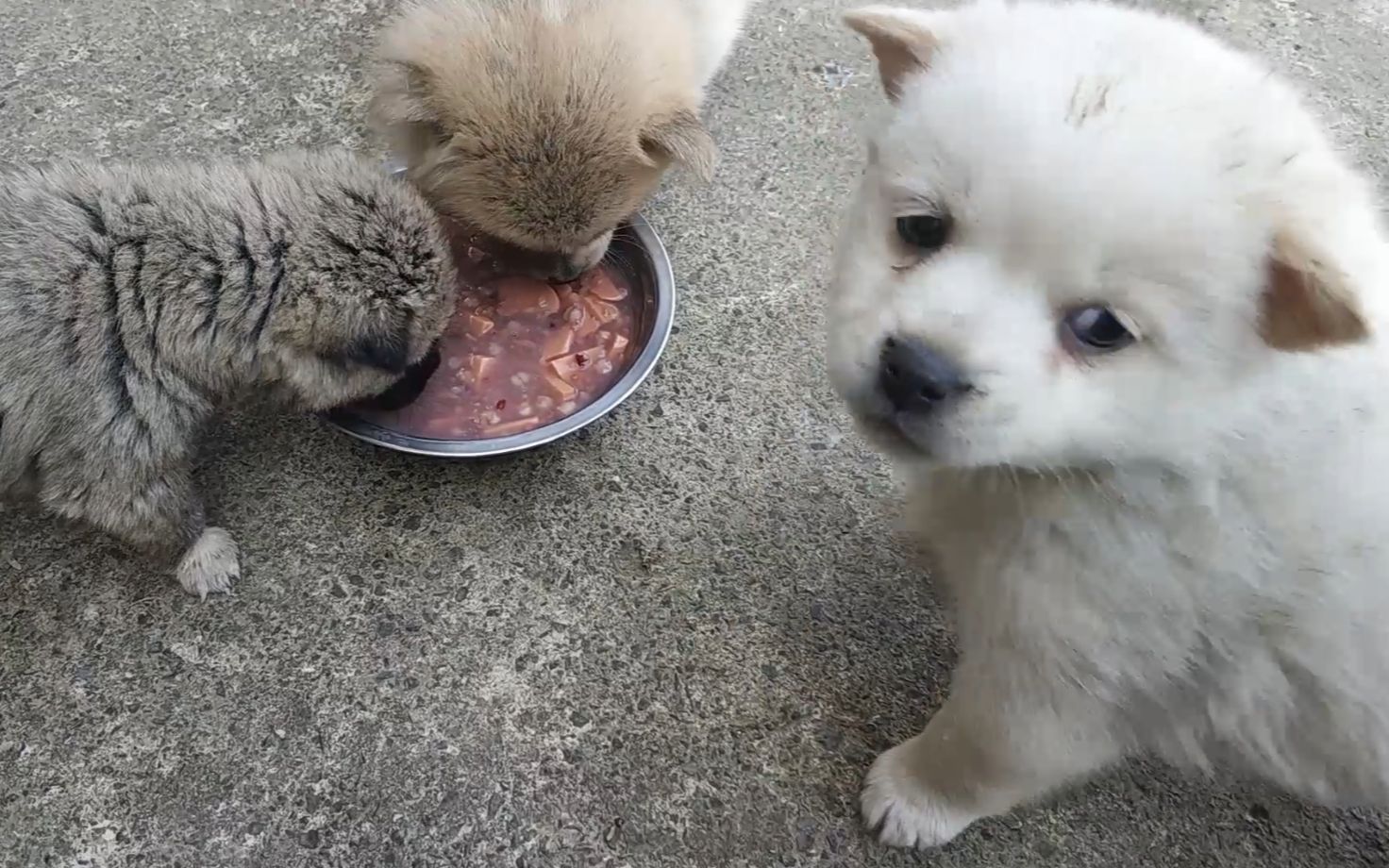 14集狗狗第一次吃八宝粥拌火腿肠三只狗狗抢着吃貌似还没够