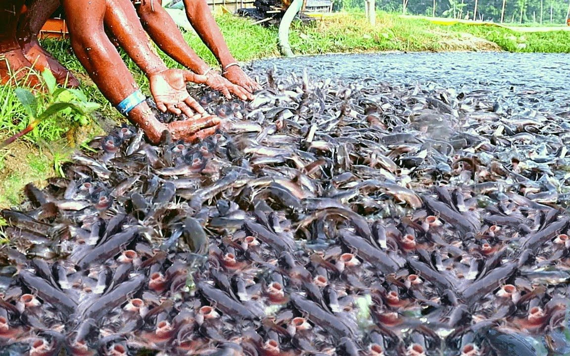 菲律宾渔民养殖厂,十几万条鲶鱼喂养,密密麻麻数量极多非常疯狂