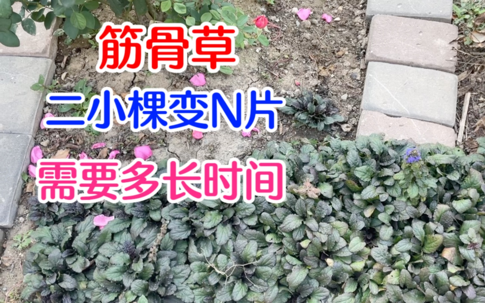 种了多年的地被植物盘点:筋骨草、芝樱、美女樱哔哩哔哩bilibili