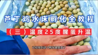 芦丁鸡水床孵化全教程（三），种蛋入孵与醒蛋