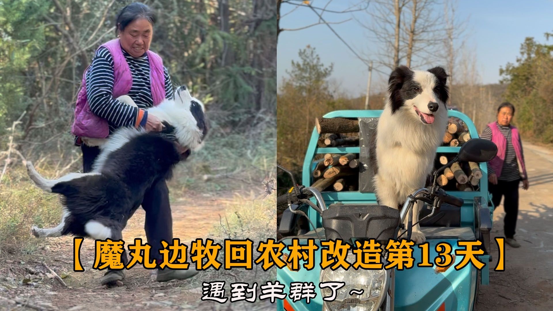 把城市魔丸边牧送给农村丈母娘改造，魔丸遇到羊群了！