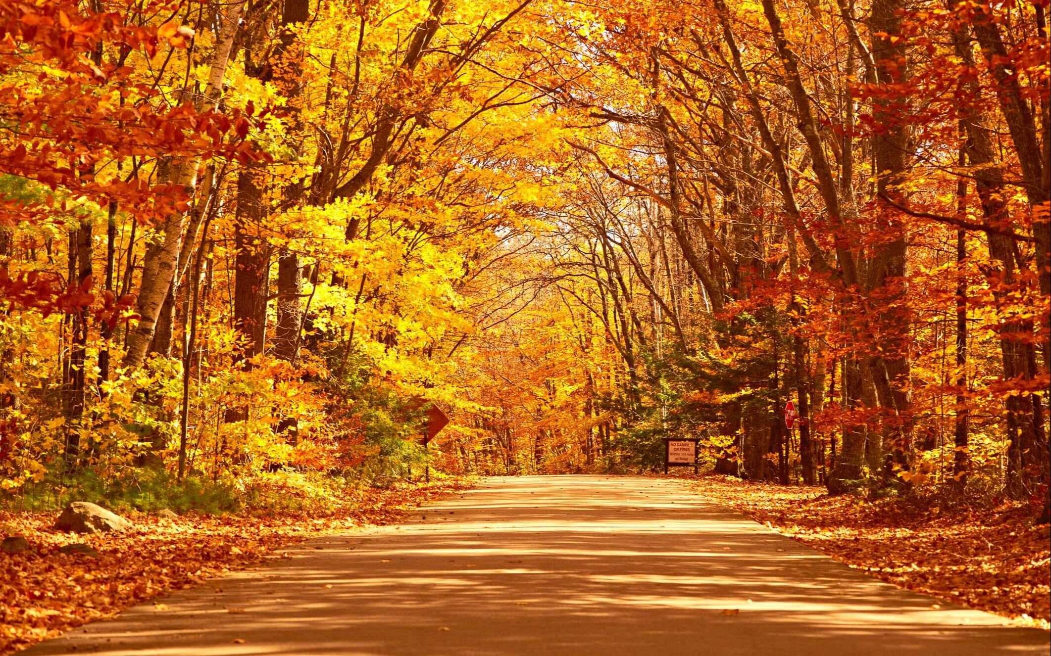 [图]落叶晚秋路尽头，秋落瀑布溪水流🍂