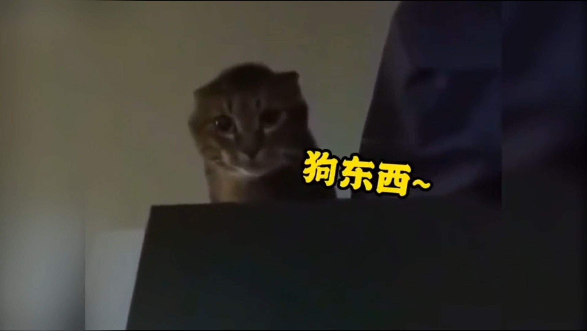 [图]那些会说话的猫咪