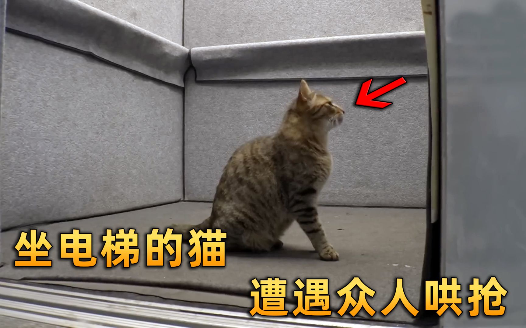 千家的猫一家的狗,流浪猫因为太聪明,遭数名老板争夺抚养权哔哩哔哩bilibili