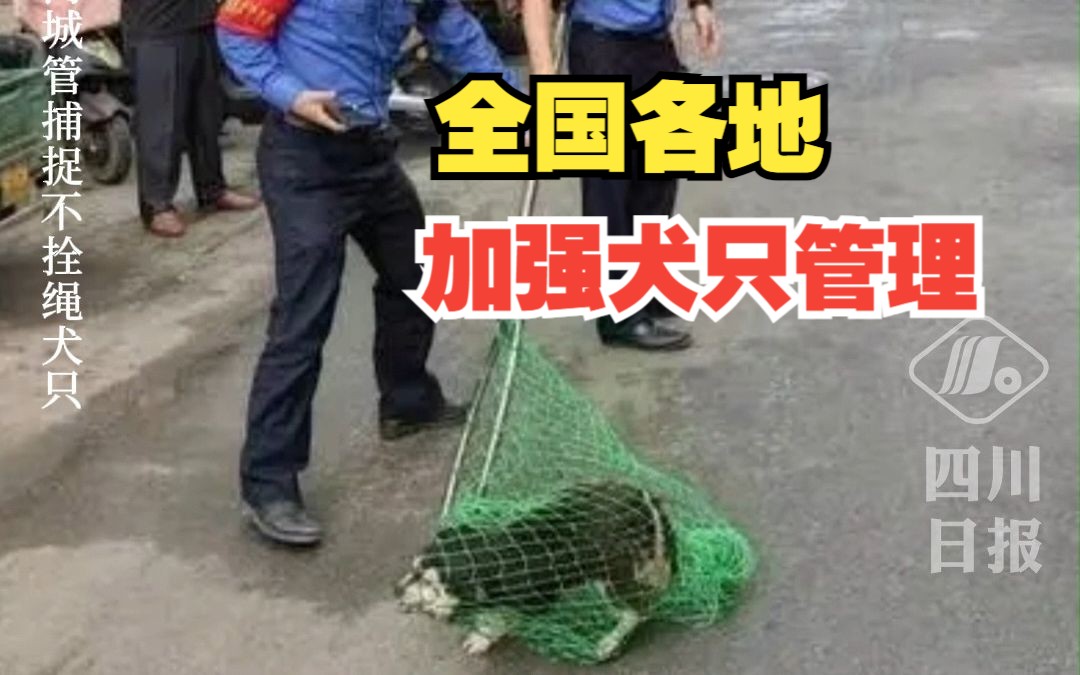 多地加强养犬管理,公共区域未拴绳犬只直接捕捉哔哩哔哩bilibili