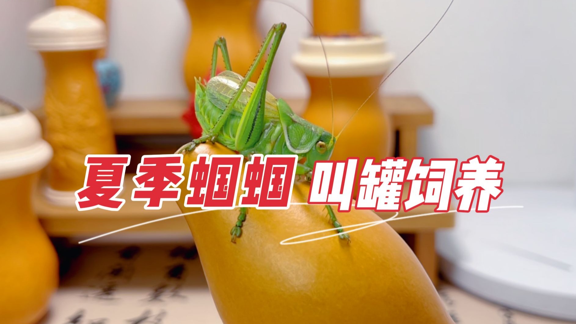 夏天可以用叫罐养蝈蝈吗？几点注意事项