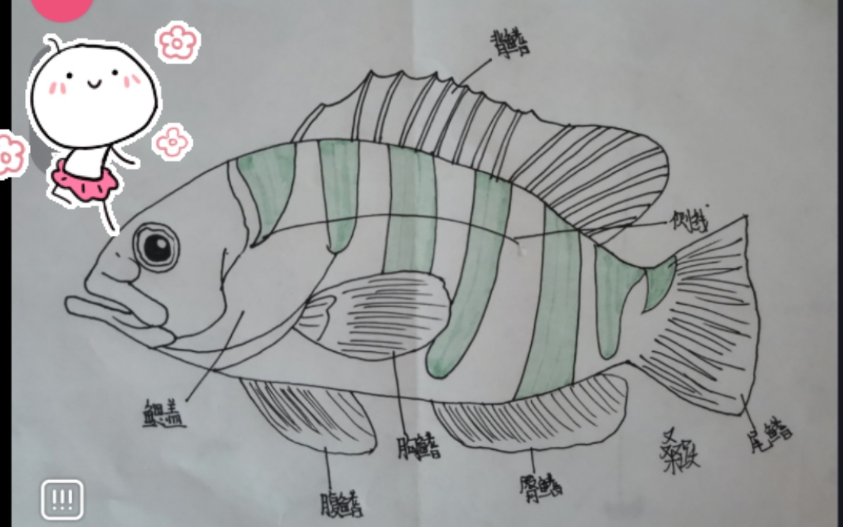 鱼的构造示意图儿童图片
