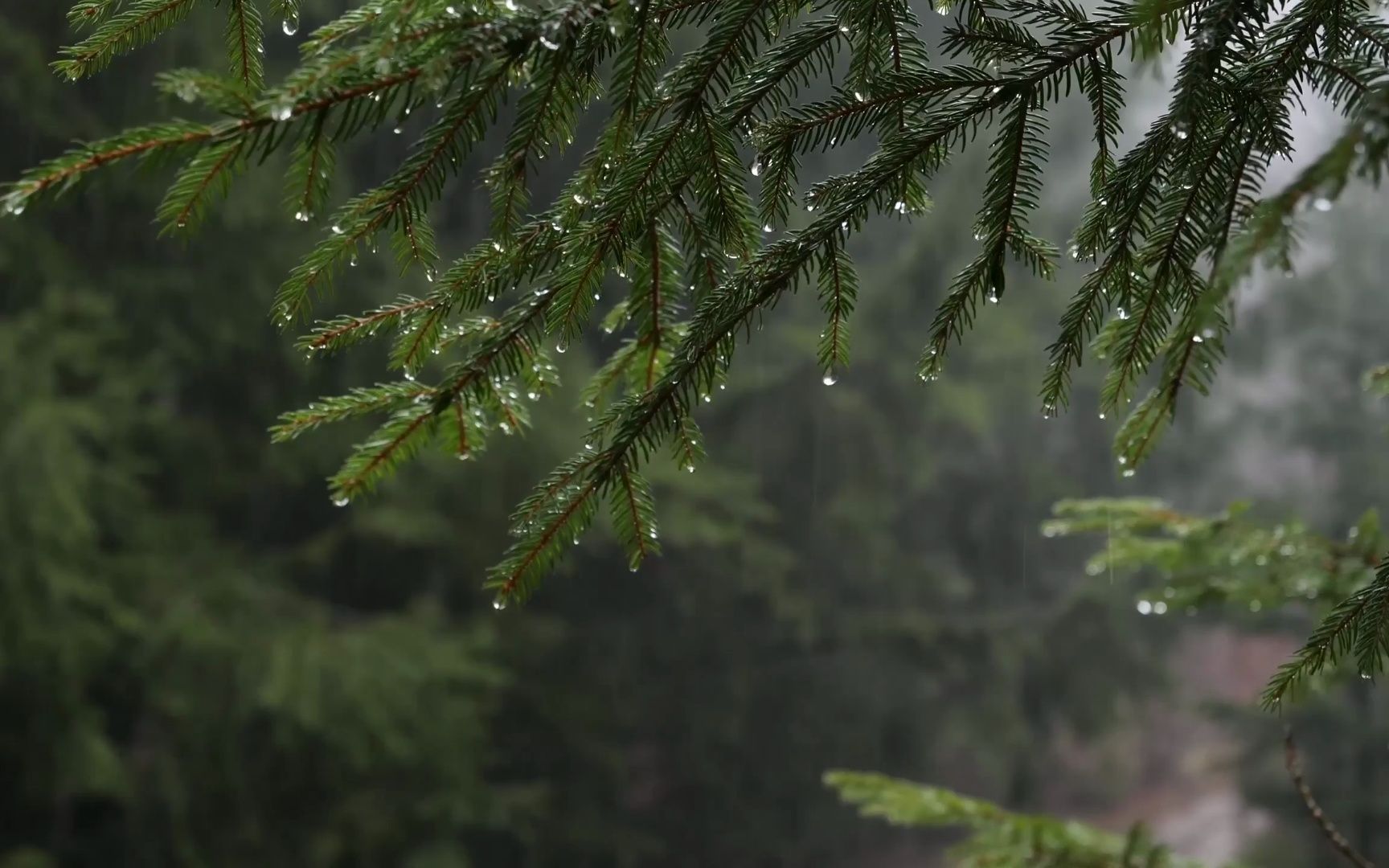 松林雨水 桌面壁纸 动态 4k 「评论区下载」