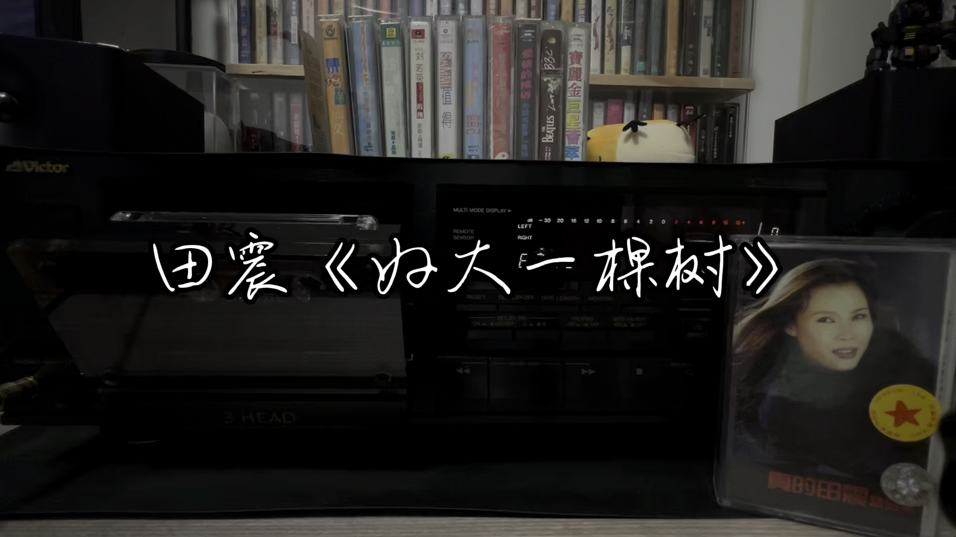 田震《好大一棵树》