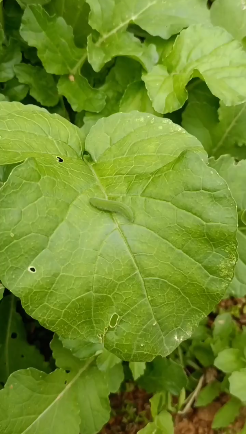 一只绿油油的虫子91