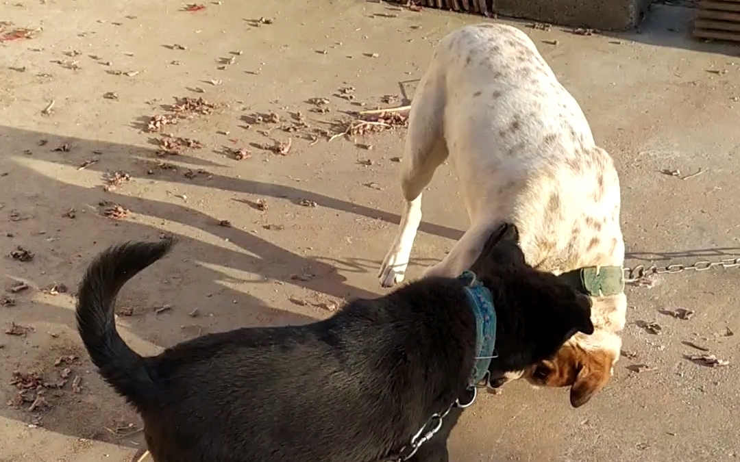 家里的两只傻狗,天天闹腾的不得了