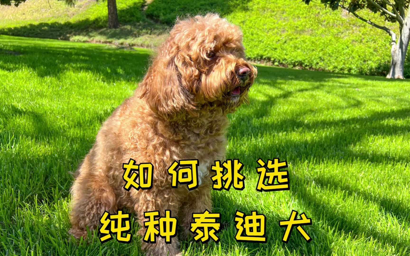 如何挑选纯种泰迪犬,学会这五点!