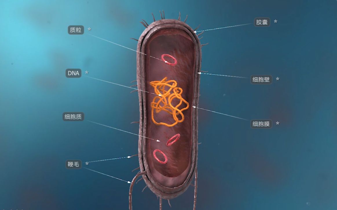 细菌的祖先约35亿年前已经出现在地球上了