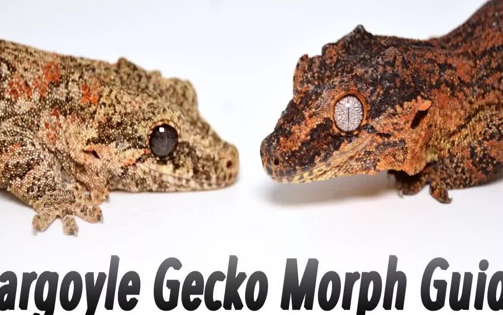 盖勾亚守宫品系介绍gargoylegeckomorphs