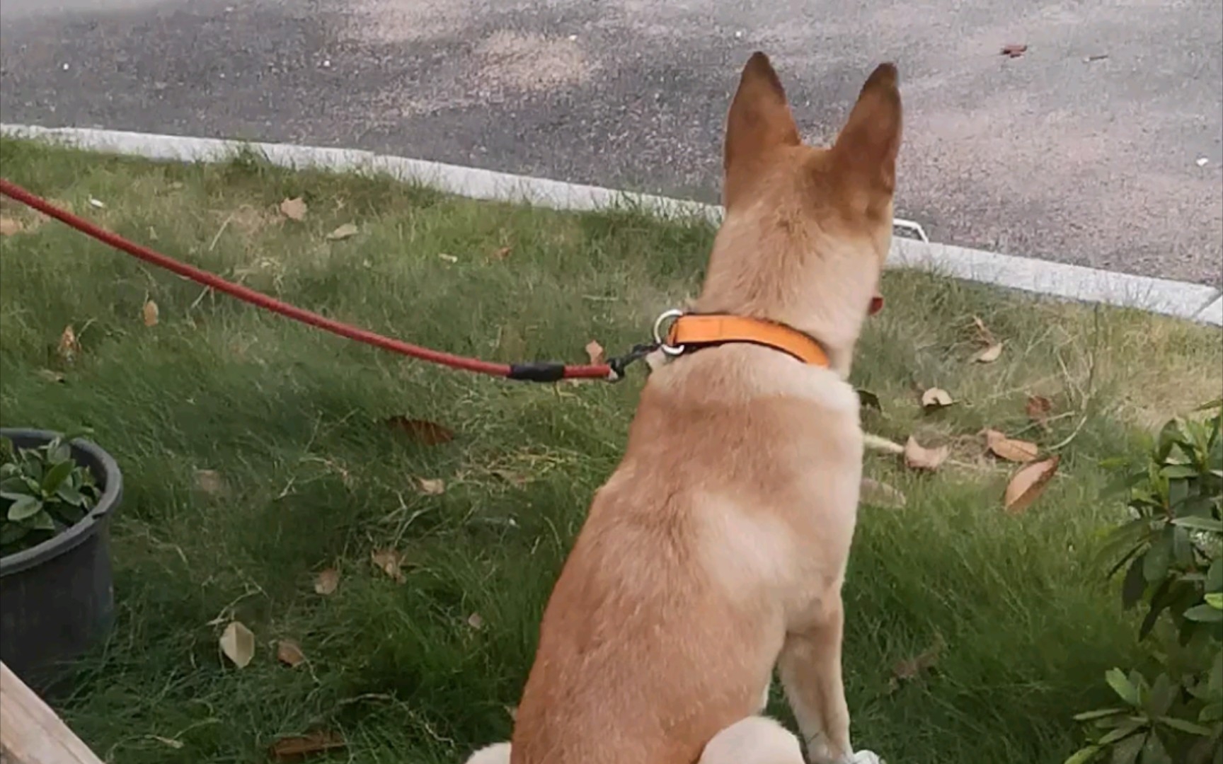 中华田园犬-胖虎帅气的背影