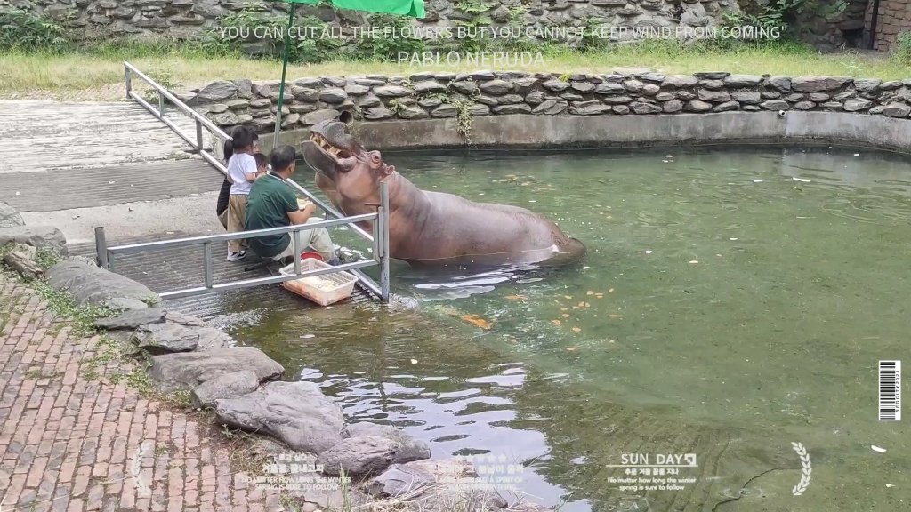野生动物园喂河马!