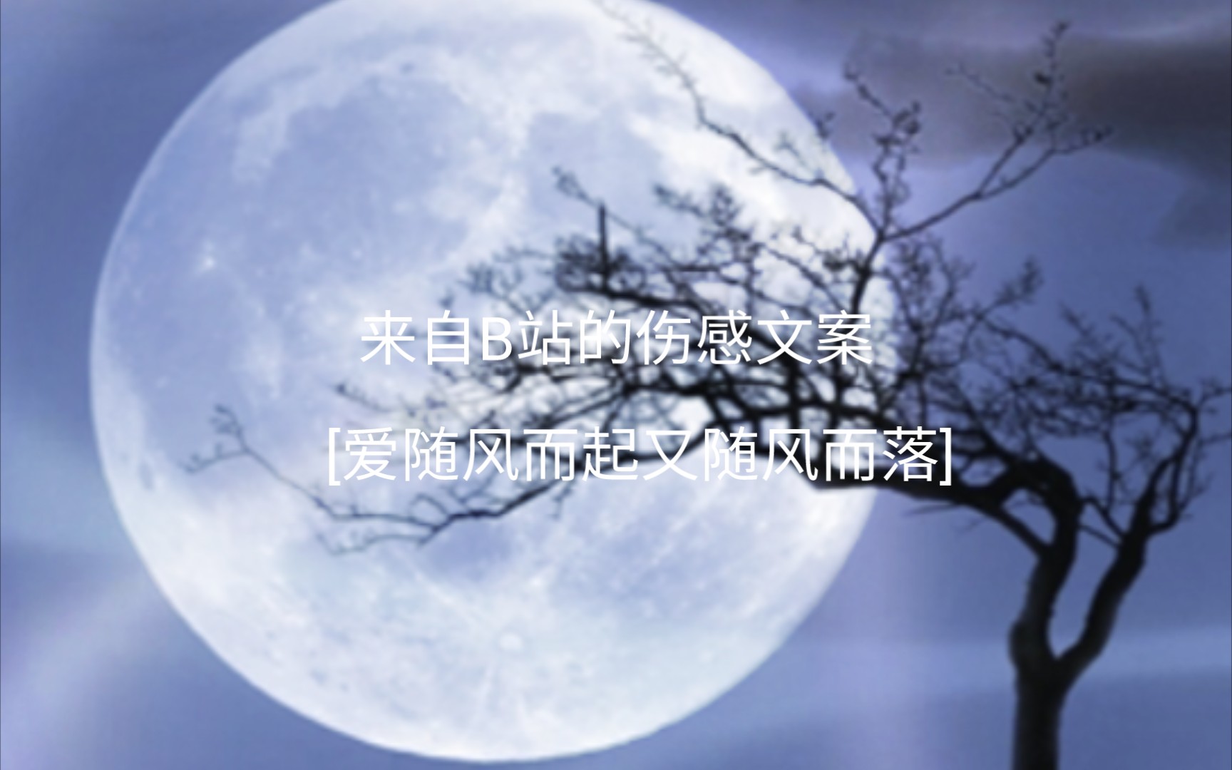 伤感文案就当她是一朵玫瑰我没赶上花开不能陪同落叶只能匆忙的看一眼