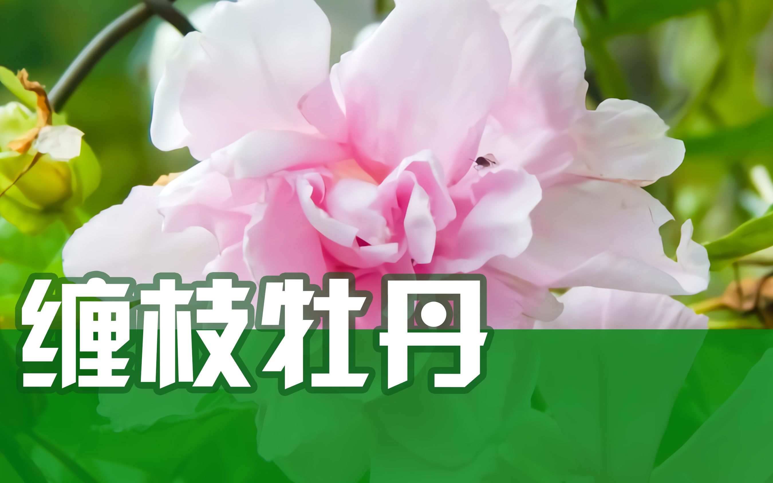 [图]新手小白也能养活的花！缠枝牡丹太容易养了，3个月爬满栅栏门，夏天不怕暴晒开花爆满枝