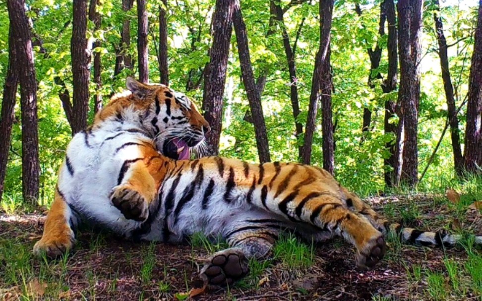 【美图欣赏】俄罗斯"豹之地"国家公园的东北虎(一)