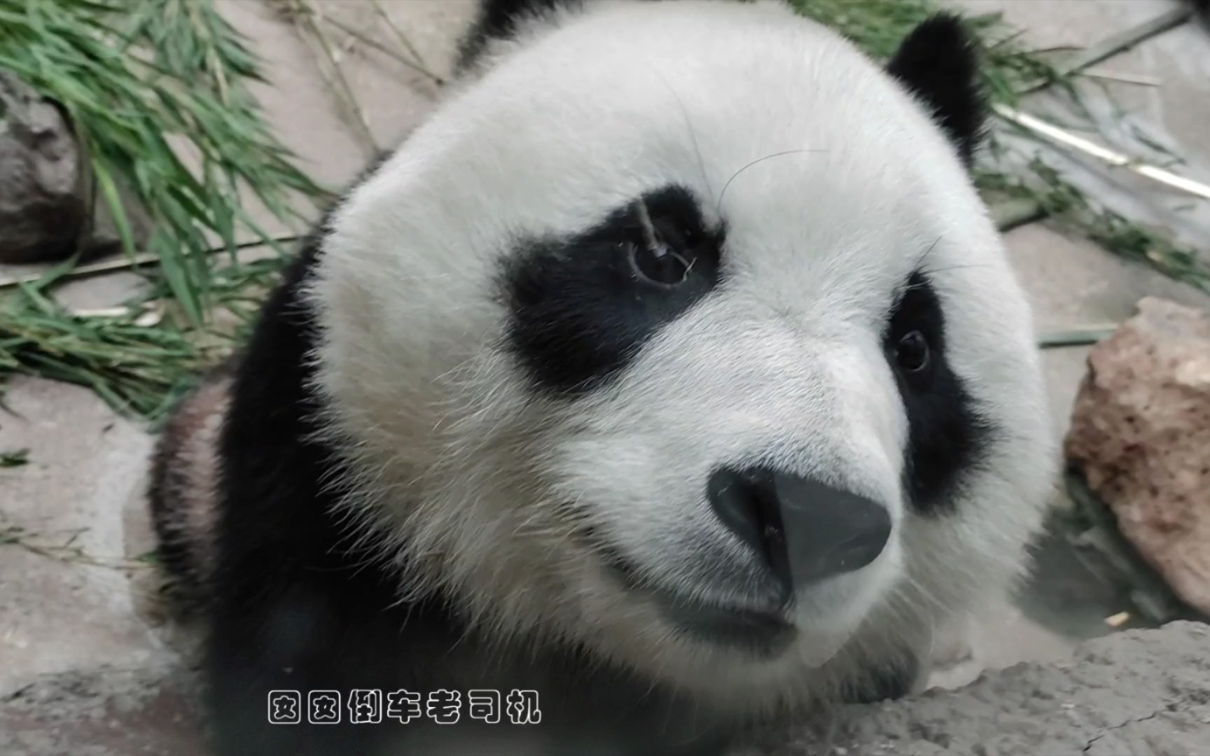 【大熊猫白天】白天小可爱假装钓猫然后趴窗好奇观察两脚兽