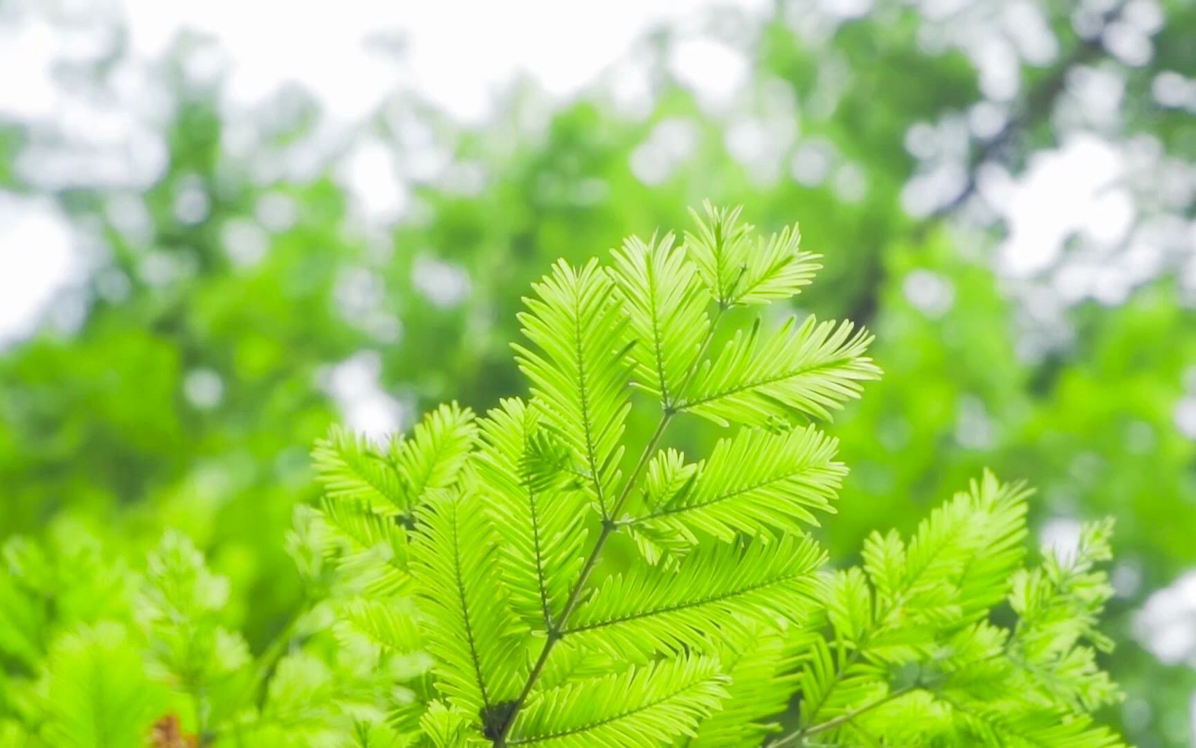 长生清净,自然何用辟谷.10_哔哩哔哩_bilibili