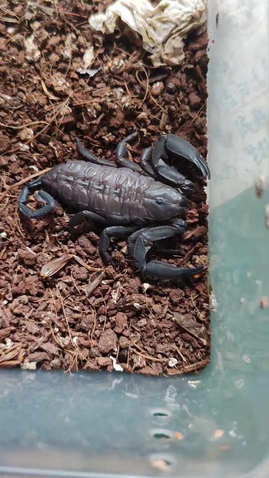 南非巨人扁石蝎