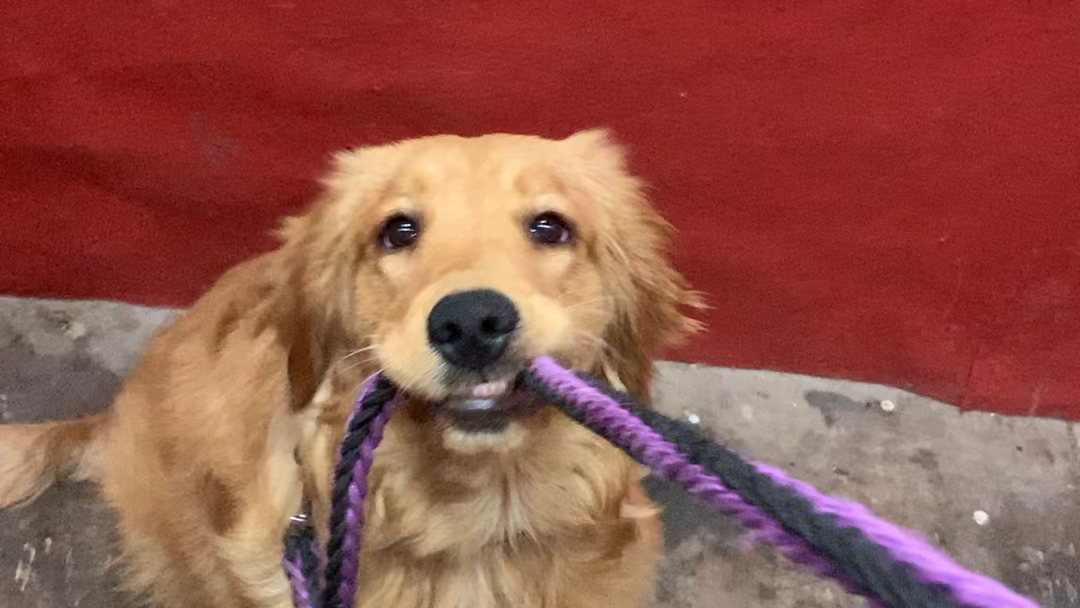 喜欢咬绳子的狗