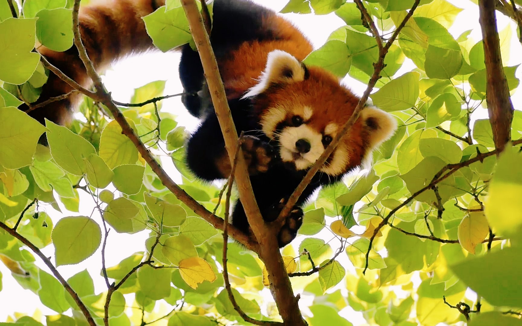 正上方树上发现皮皮初雾,她似乎很忙【小熊猫】