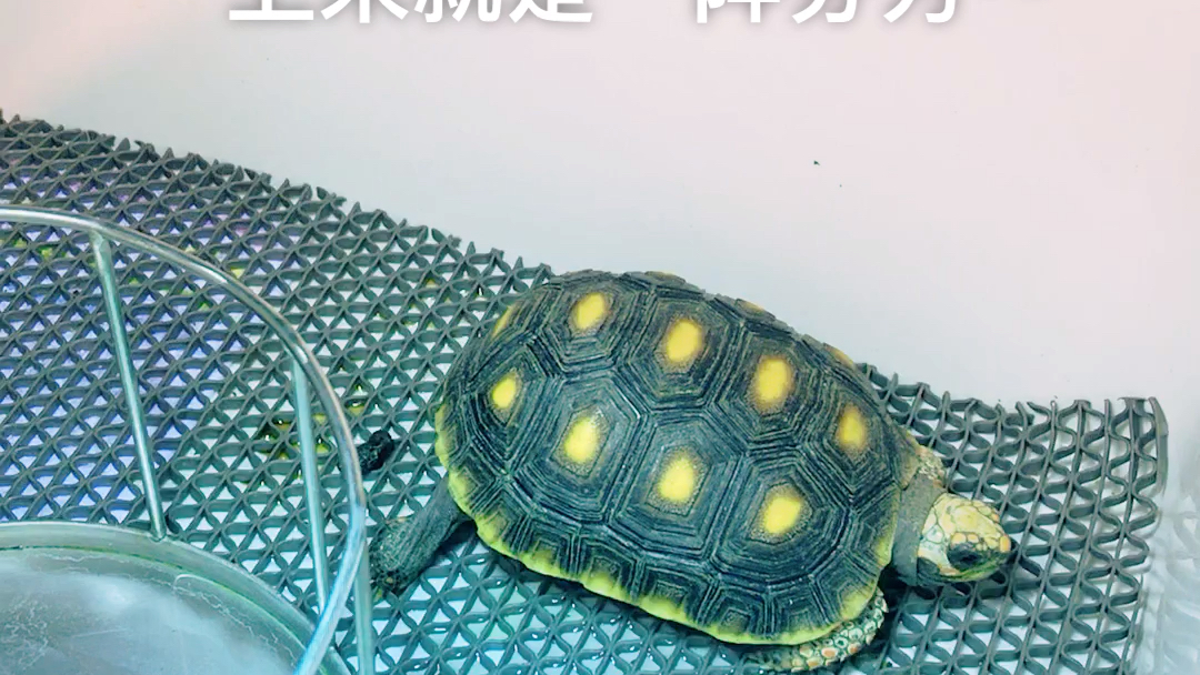 第一次拍到龟龟尾吐芬芳.