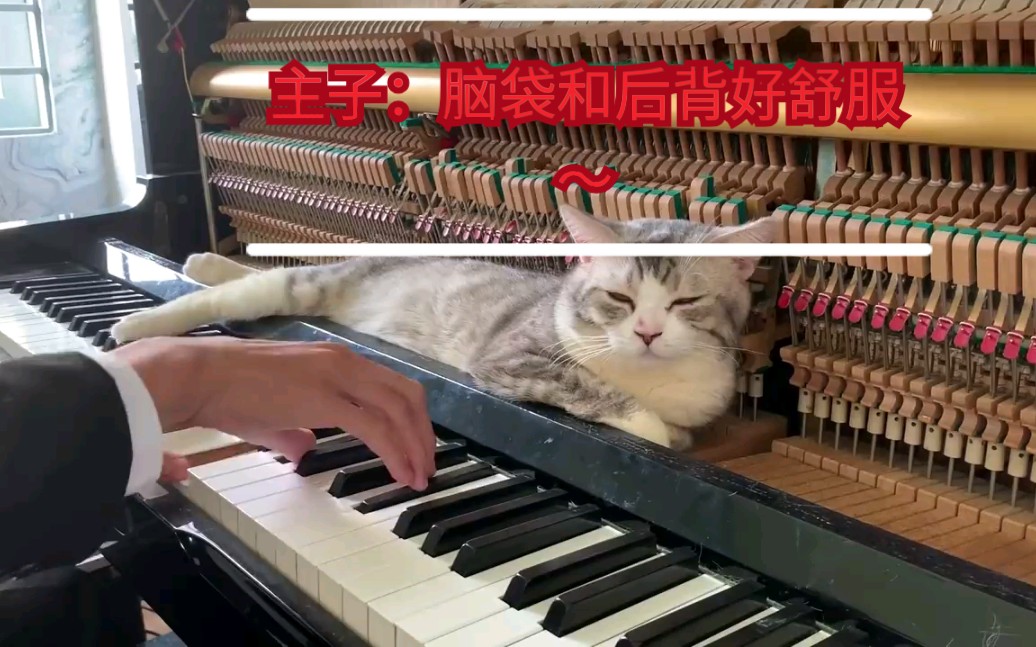 [图]弹给猫咪的摇篮曲～猫咪：嗯～真舒服