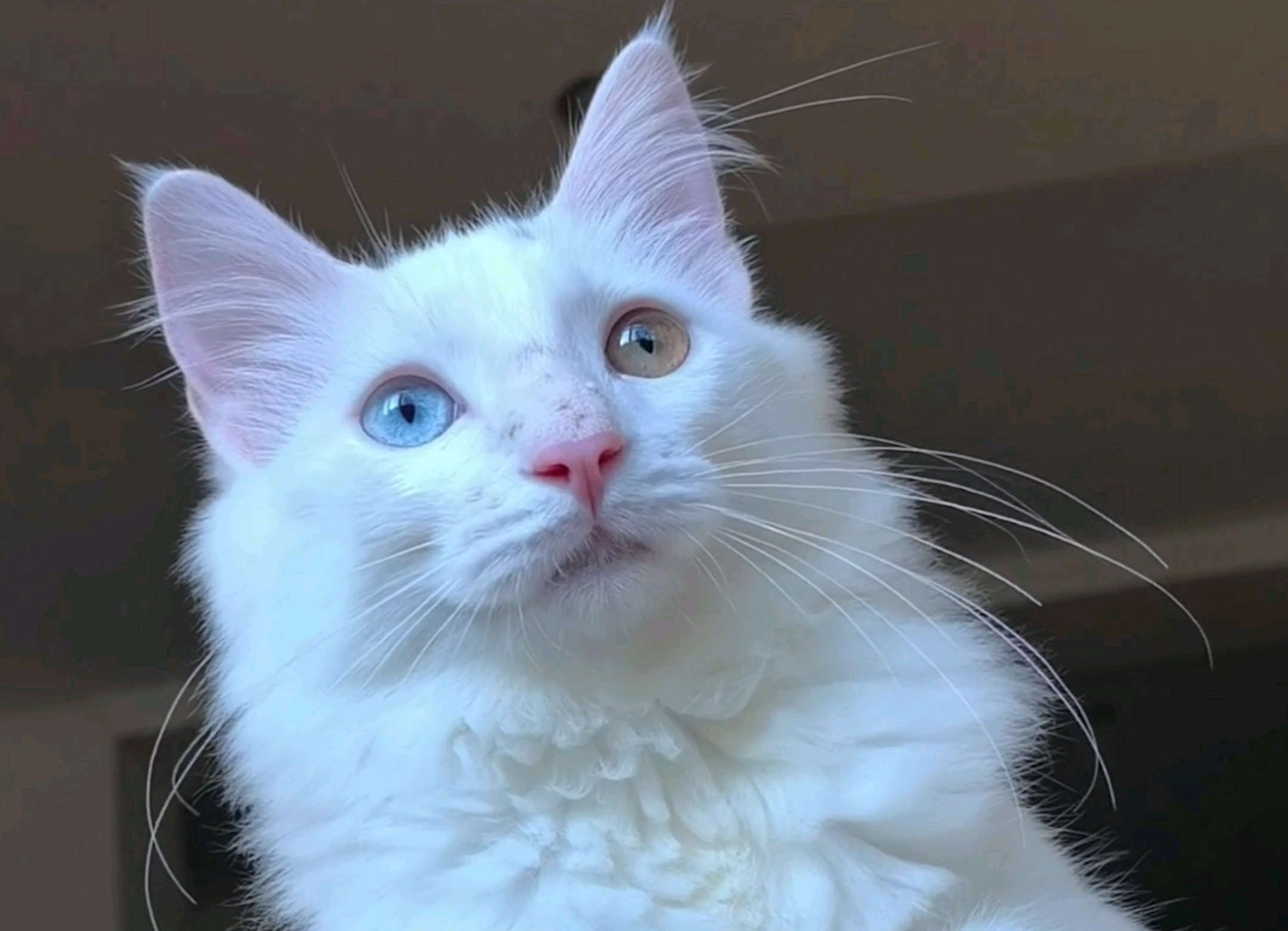 异瞳狮子猫霸气哥