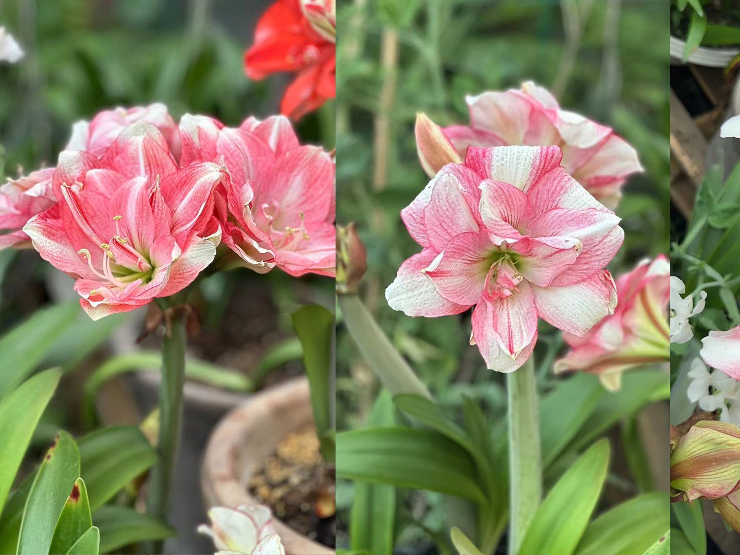 延时摄影 | 朱顶红卡布鲁斯绽放瞬间