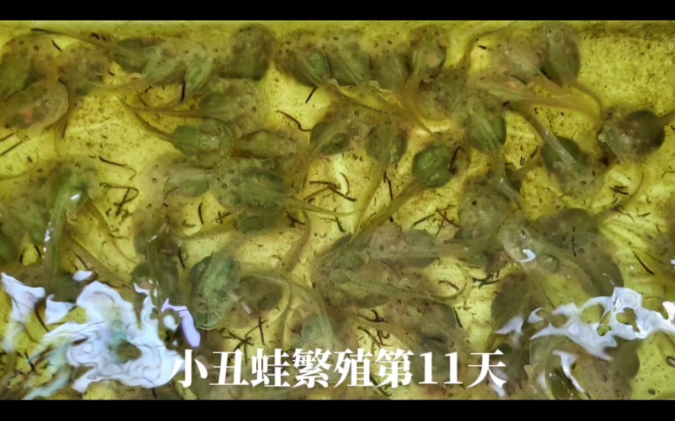 【角蛙繁殖】小丑蛙繁殖第11天,蝌蚪疯狂进食中,爬宠爱好者,蛙类饲养