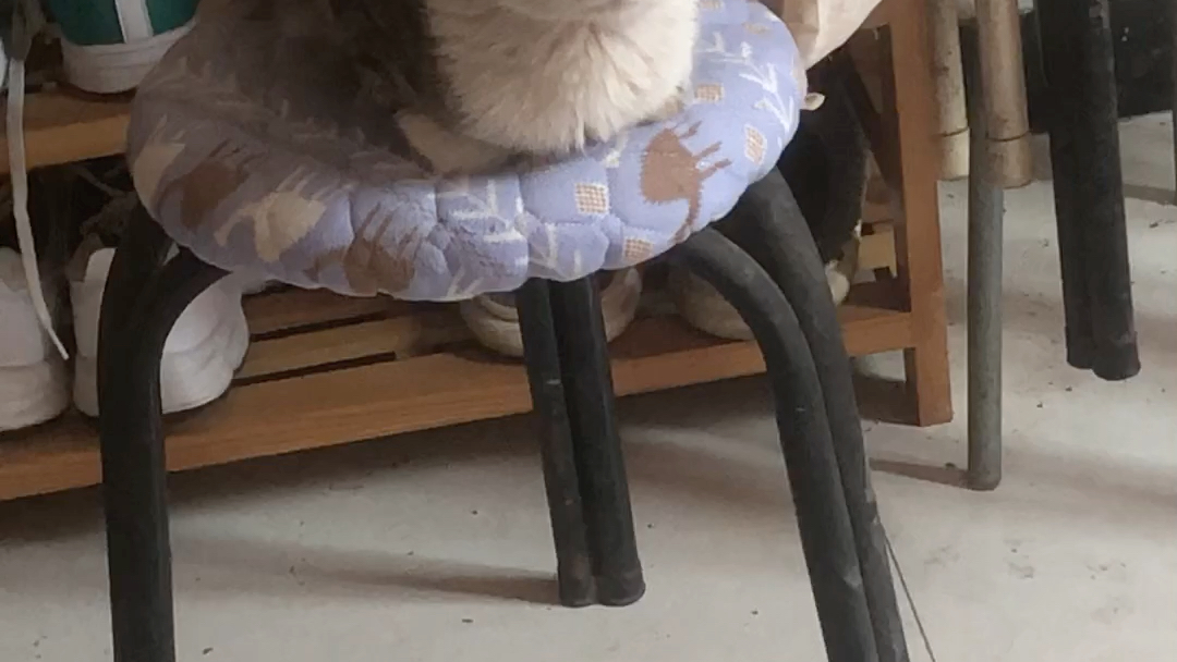 有礼貌的麻袋猫