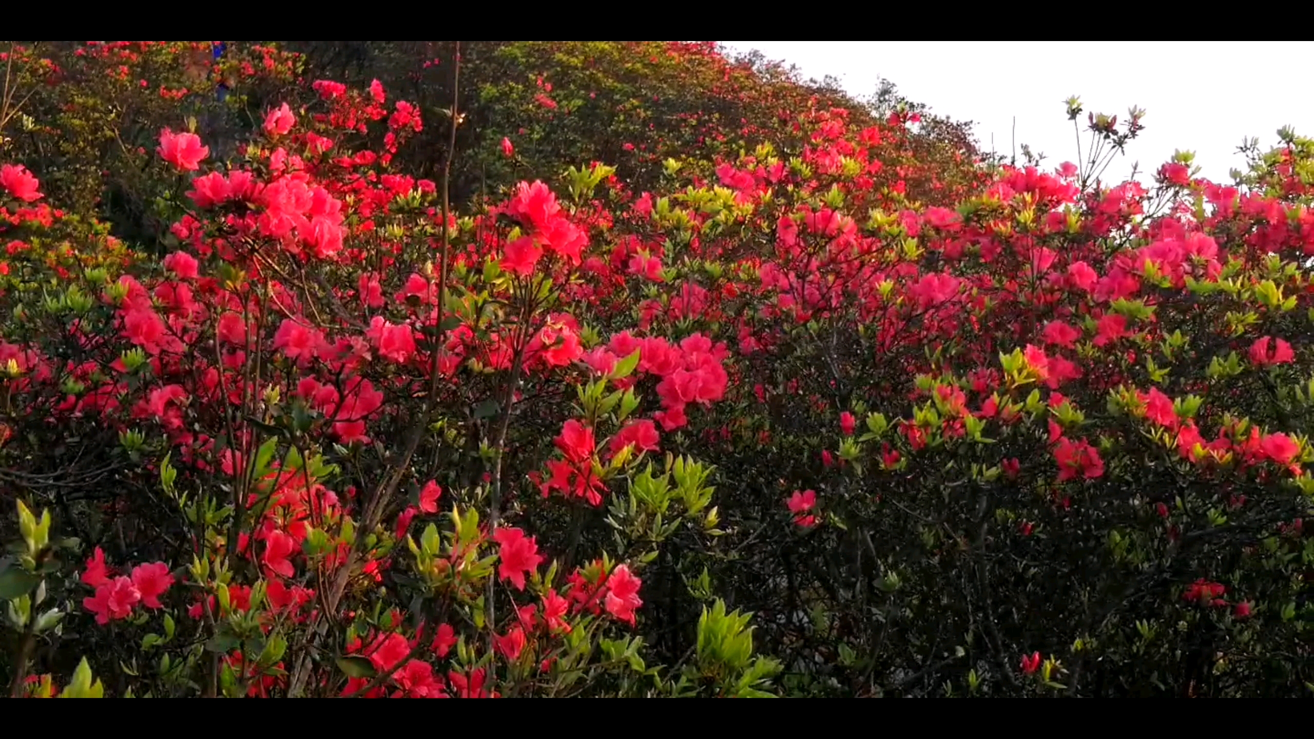 [图]哇噻！这个不为人知的山里，竟然开满了映山红，太壮观了