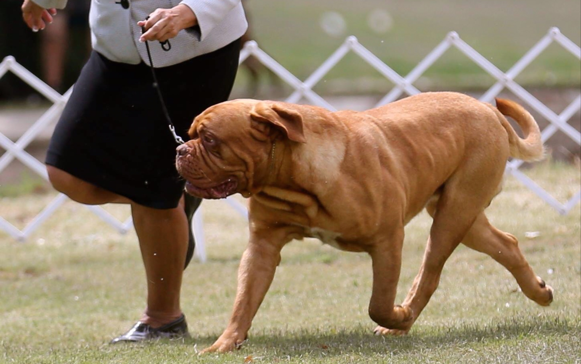 かった犬寄养的狗图片