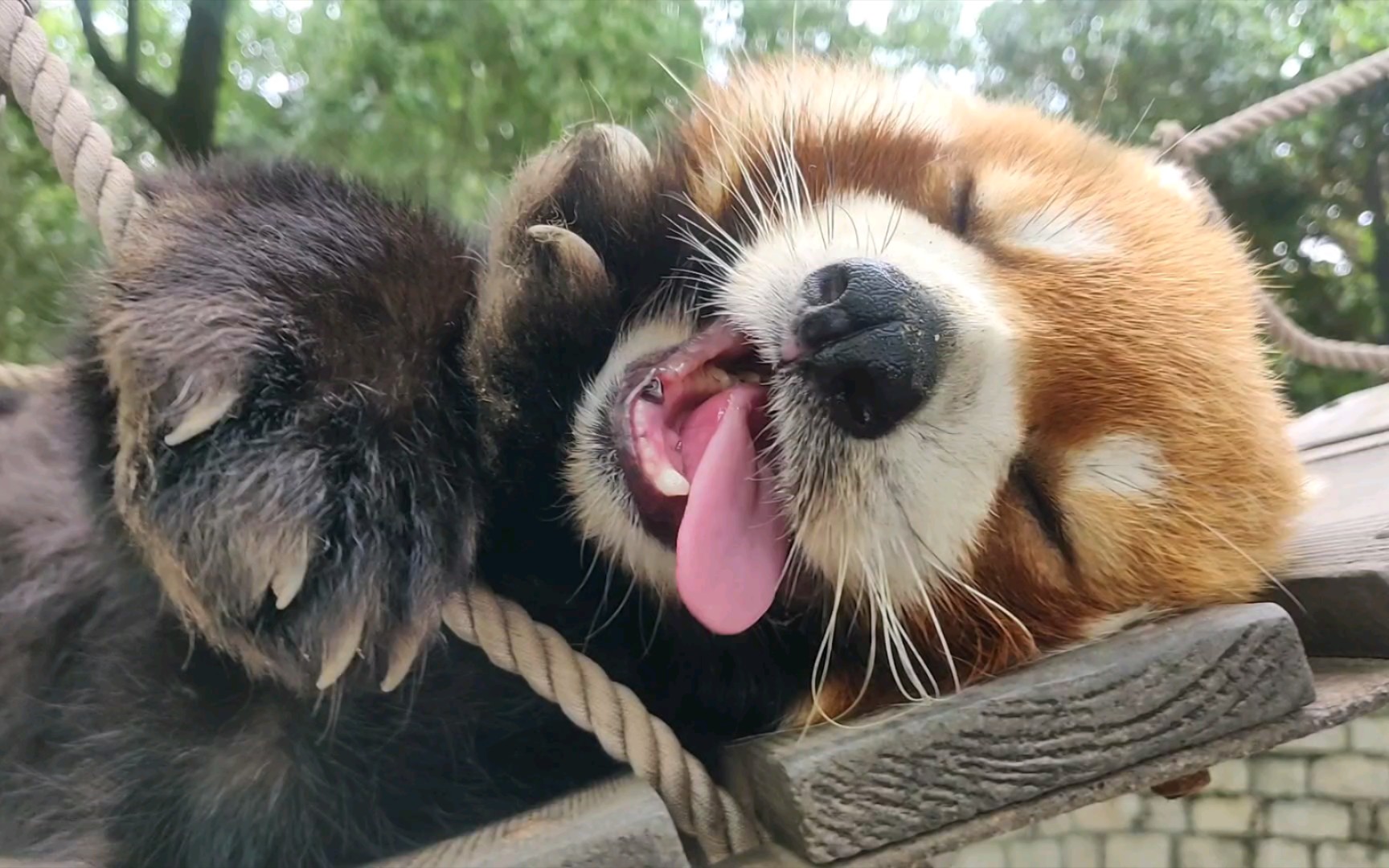 (小熊猫)睡播!像不像赖床的你!