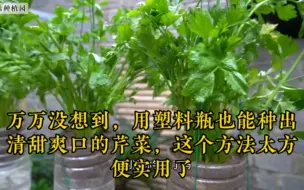 Video herunterladen: 万万没想到，用塑料瓶也能种出清甜爽口的芹菜，这个方法太方便实用了