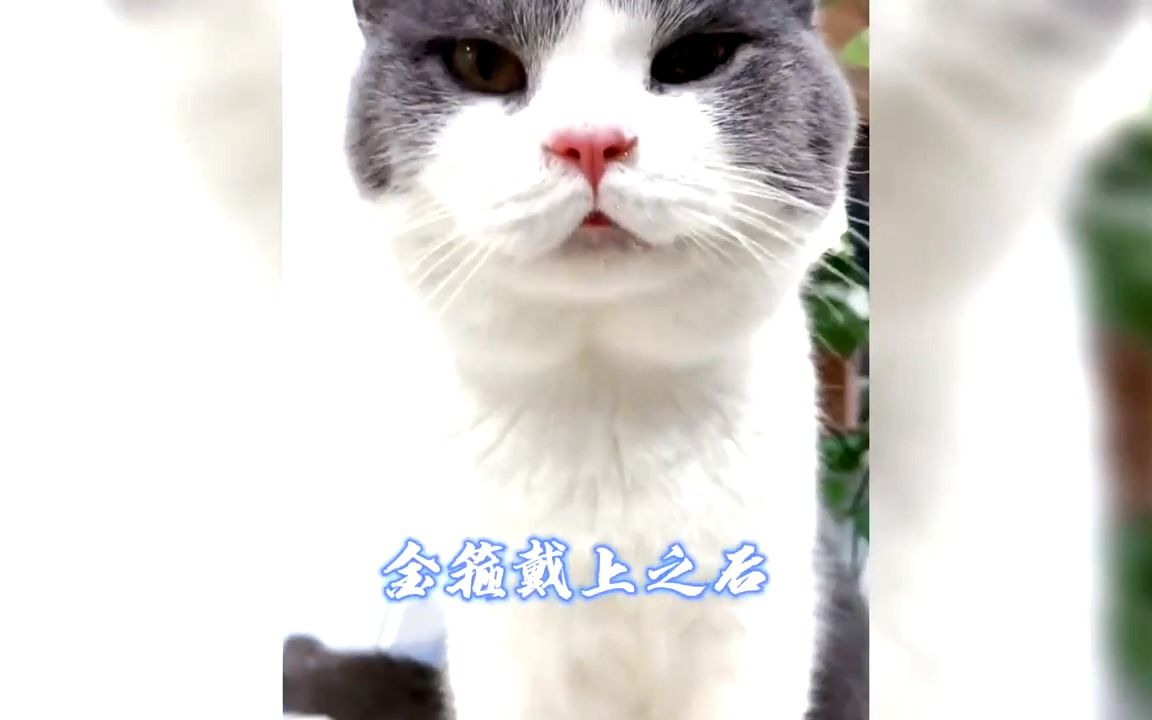 猫戴金箍壁纸图片