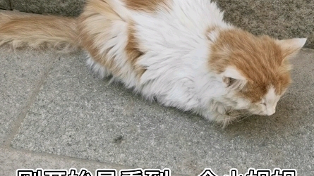 【救猫记】小区病猫被救全程哔哩哔哩bilibili