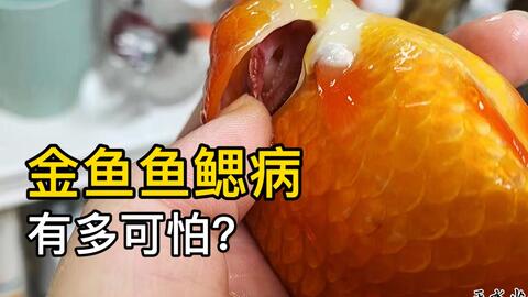金鱼鱼鳃病怎么治疗 虫腮菌腮怎么观察判别 哔哩哔哩