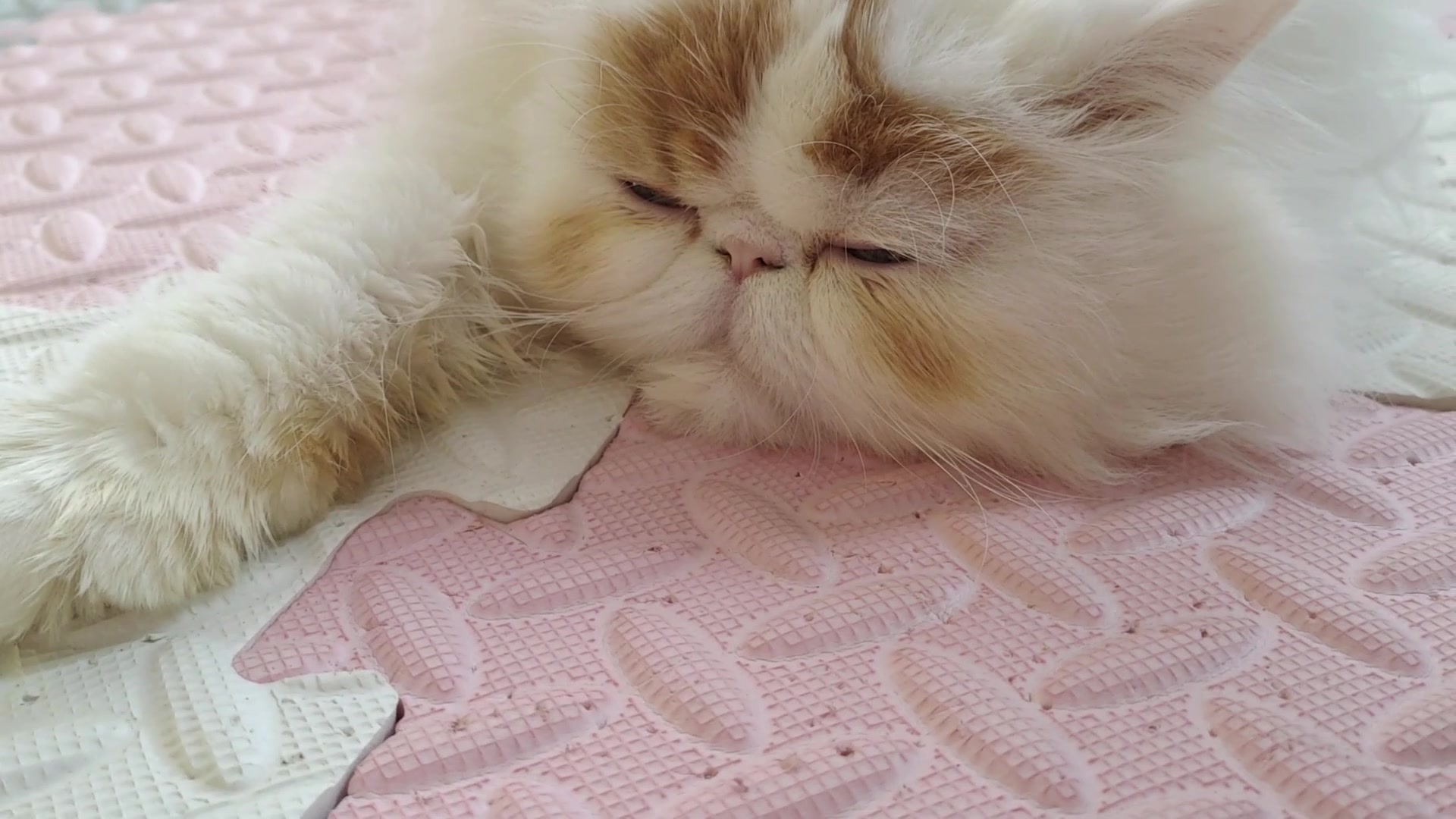 【波斯猫】又可爱又温顺的大扁脸