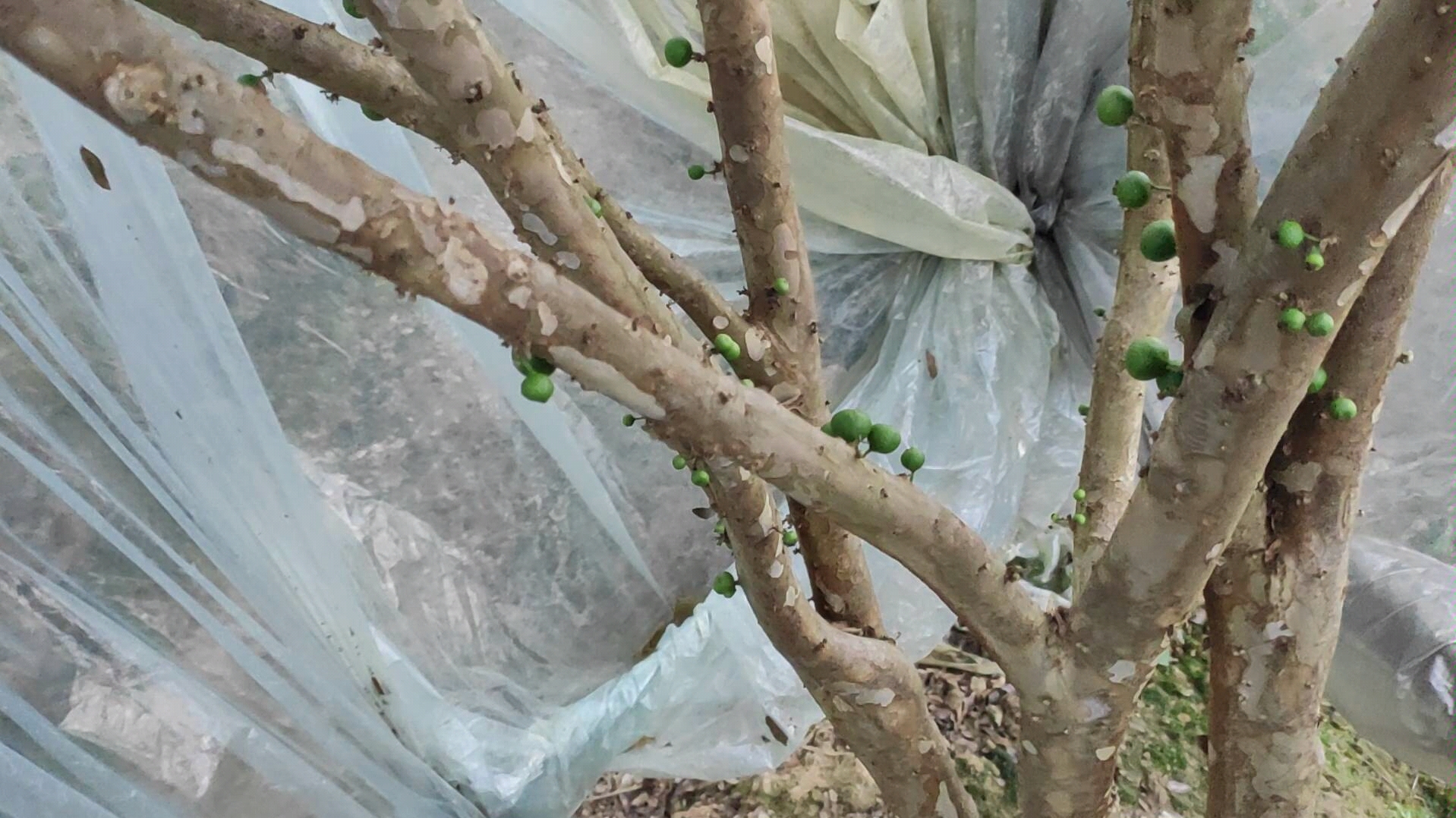 嘉宝果树什么时候结果
