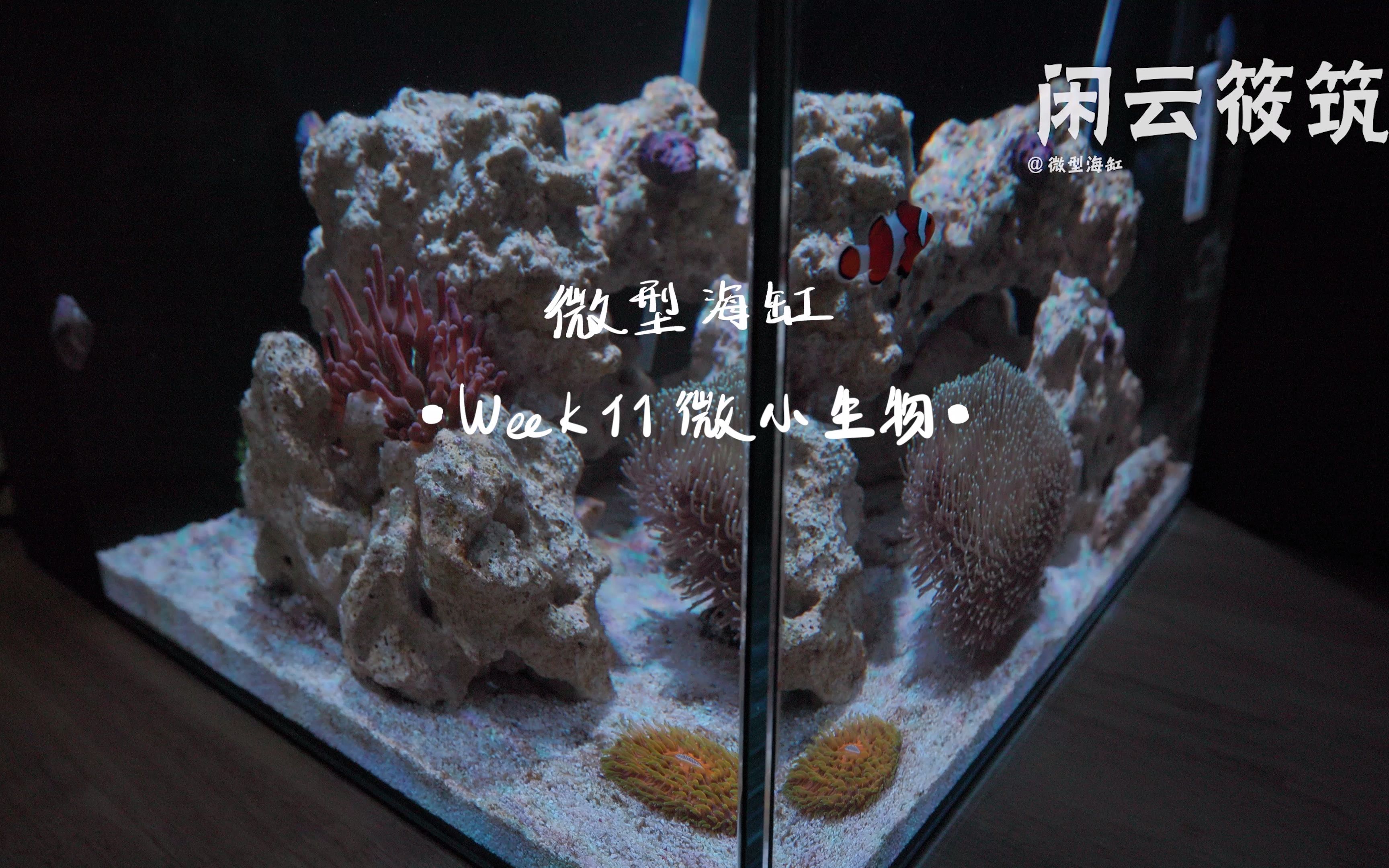 【海缸】Week11微小生物——桡足类、多毛纲(管虫)密集、昆虫恐惧人群勿入哔哩哔哩bilibili