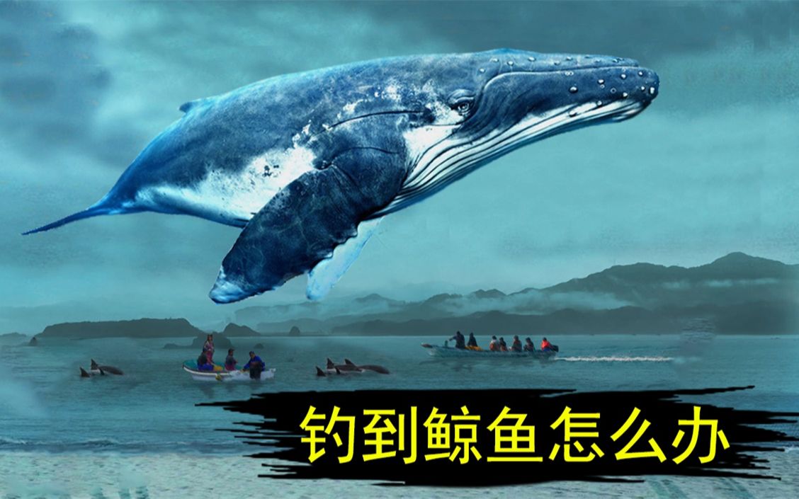 活动  钓到鲸鱼怎么办?