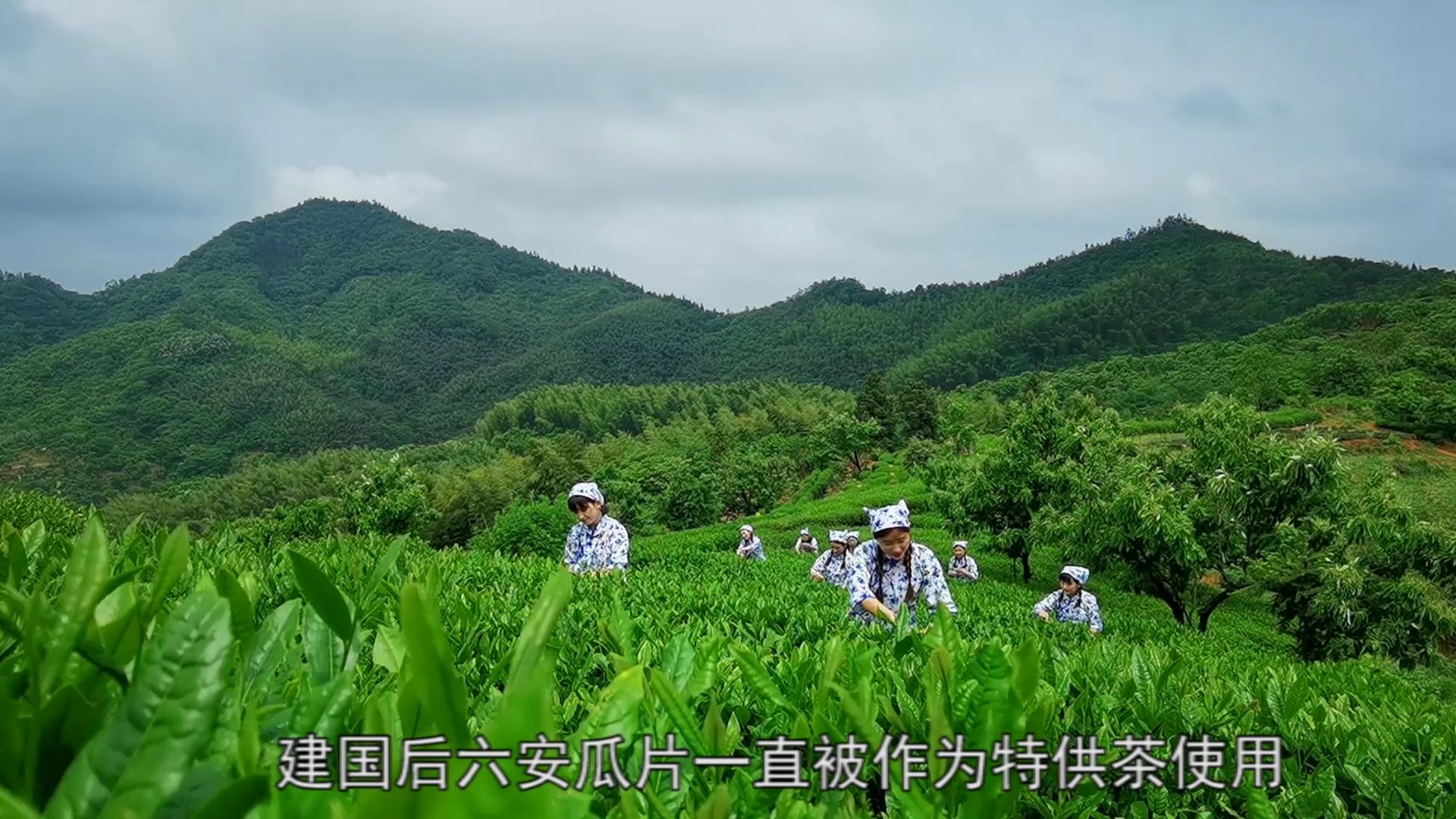 [图]云雾深处茶飘香