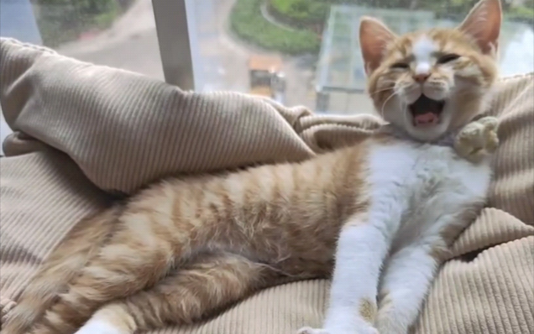 活动  絮絮叨叨的小猫咪