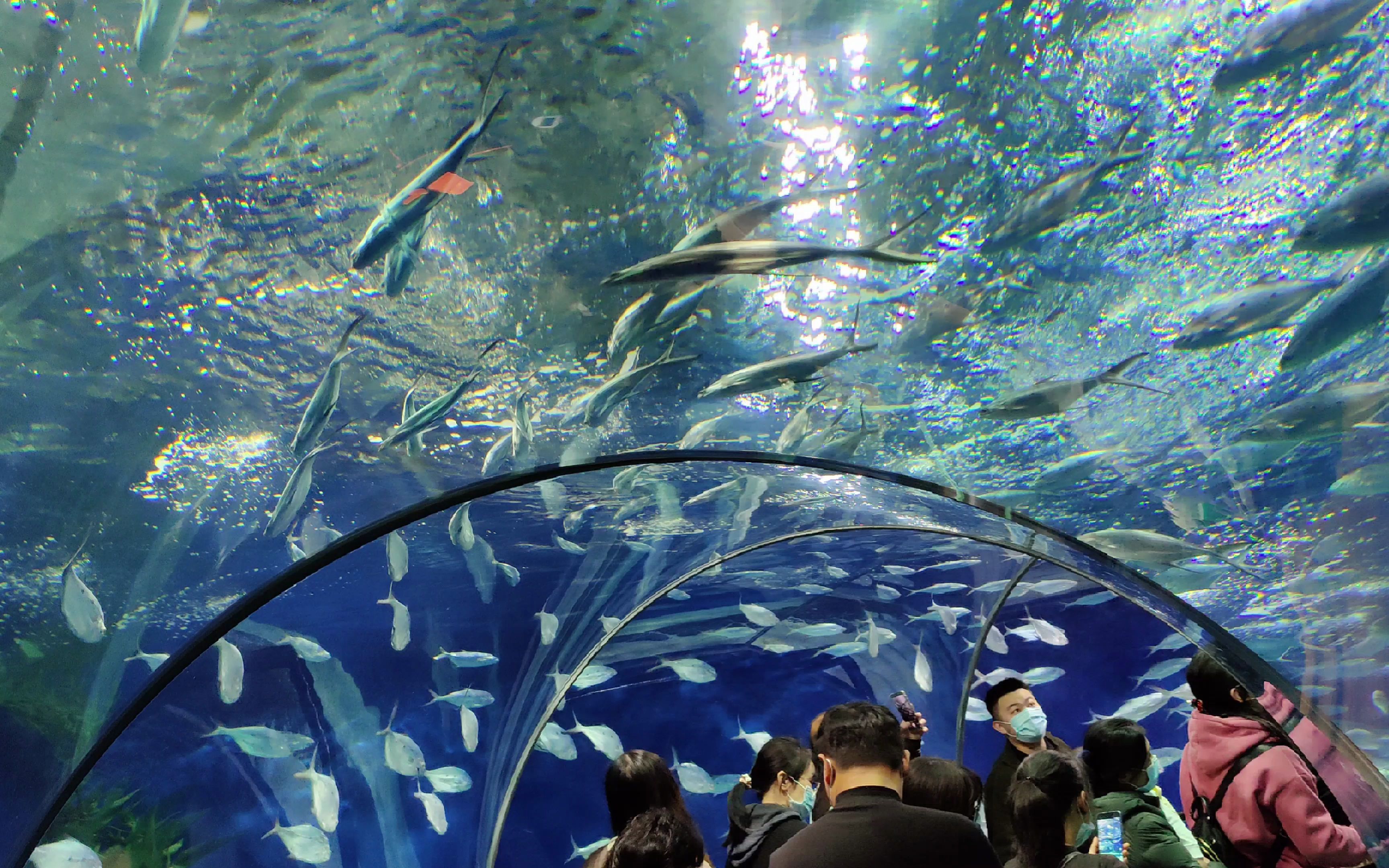 疫情前的上海海洋水族馆95