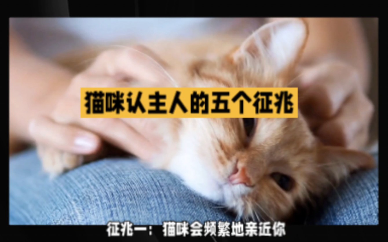 猫咪认主人的五个征兆哔哩哔哩bilibili