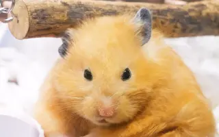 鼠呆美